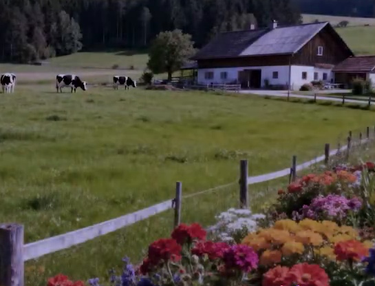 Dezelfde weide met koeien, boerderij en bloemen in volle kleur